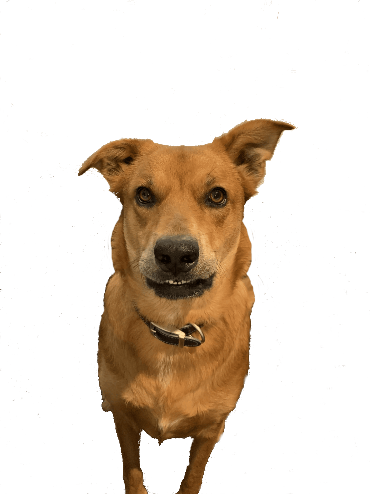 Abby, the ginger shepherd mix who gave the product its name